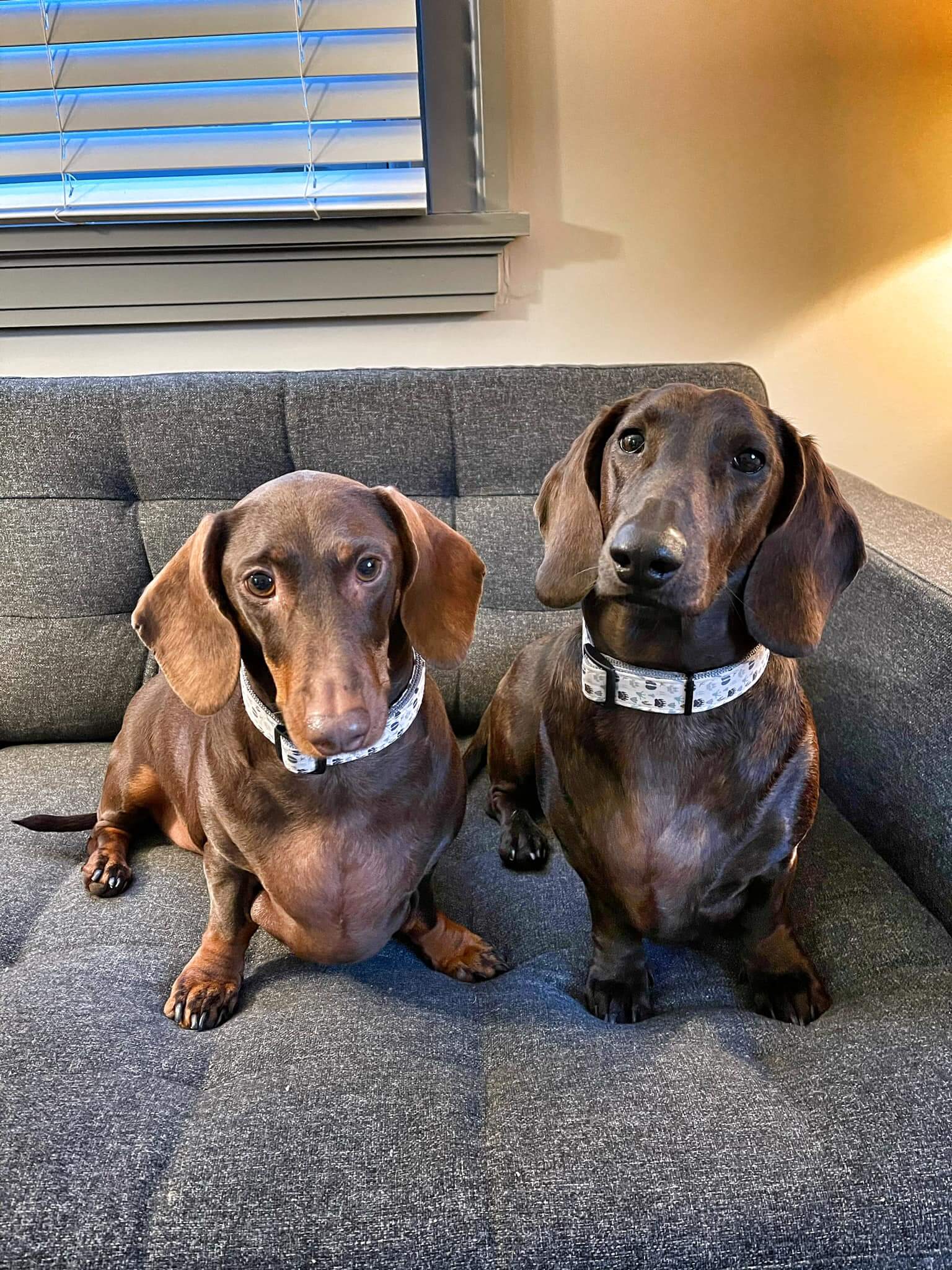 two dachshunds wearing blula collars