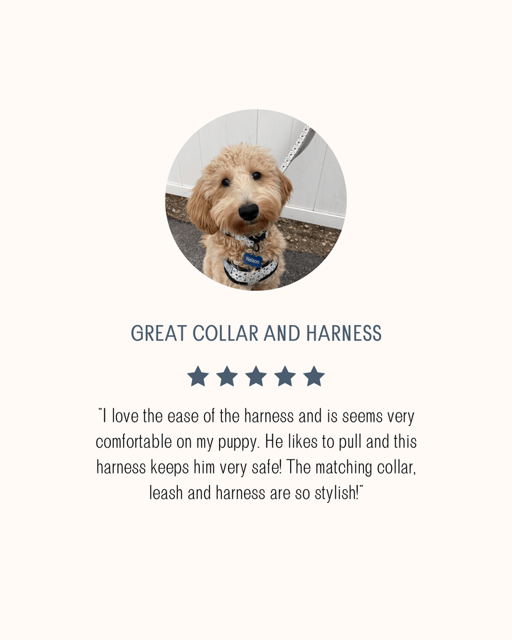 5-star review of harness and collar featuring golden doodle