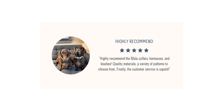 5-star review of harnesses, collars and leashes with 2 dachshunds 