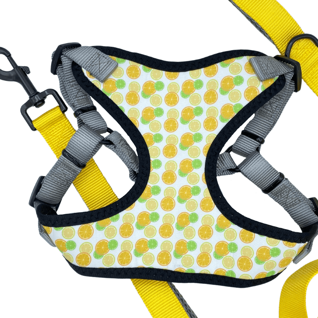 Citrus Perfect Fit Dog Harness