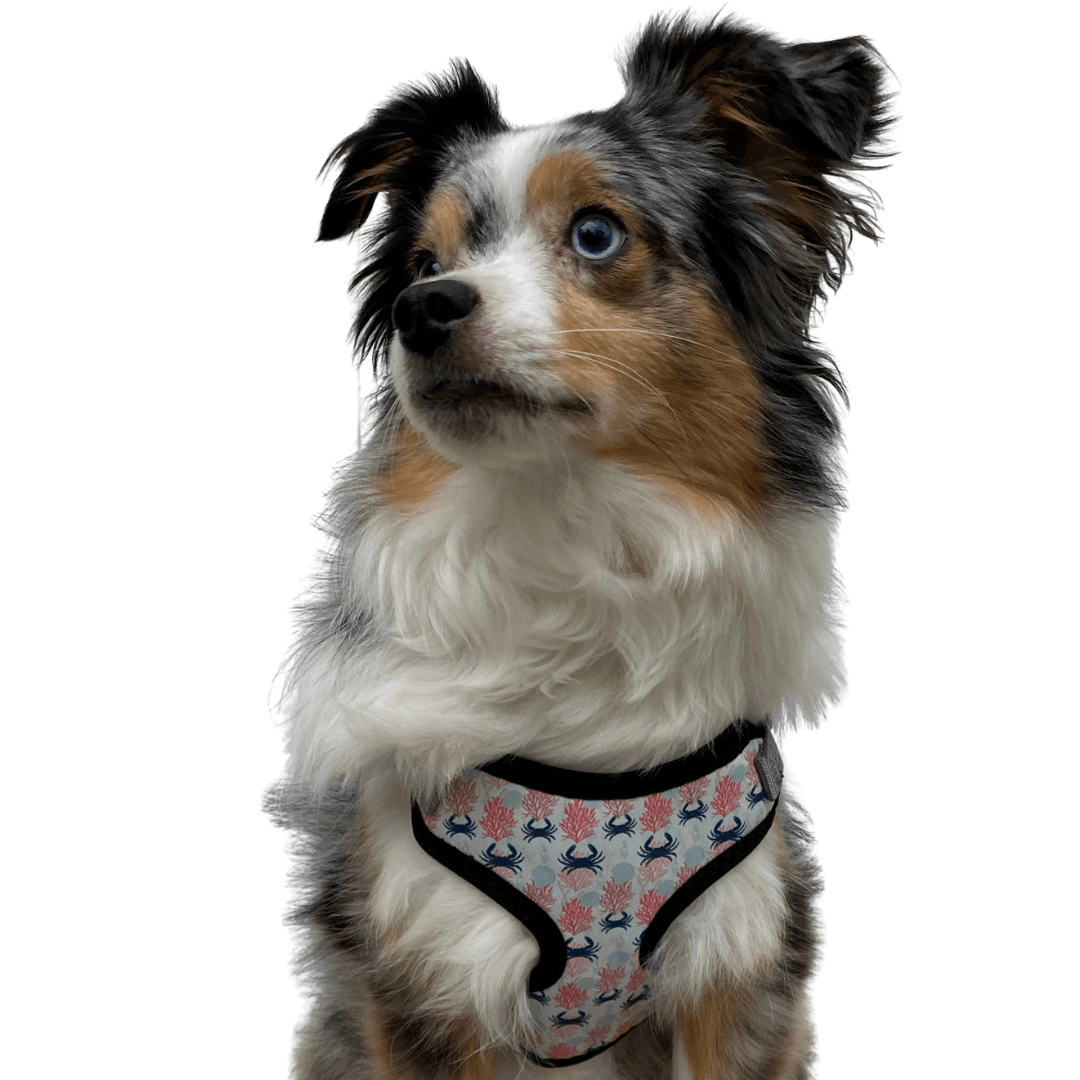 Dog harness for outlet australian shepherd