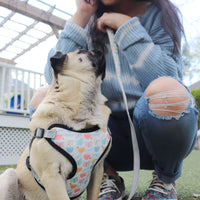 perfect fit book pattern dog harness on pug