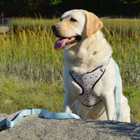 perfect fit choke free ocean pattern dog harness on lab