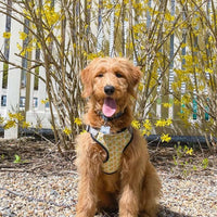 perfect fit fruit pattern dog harness on doodle
