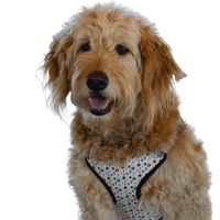 perfect fit paw print pattern dog harness on golden doodle