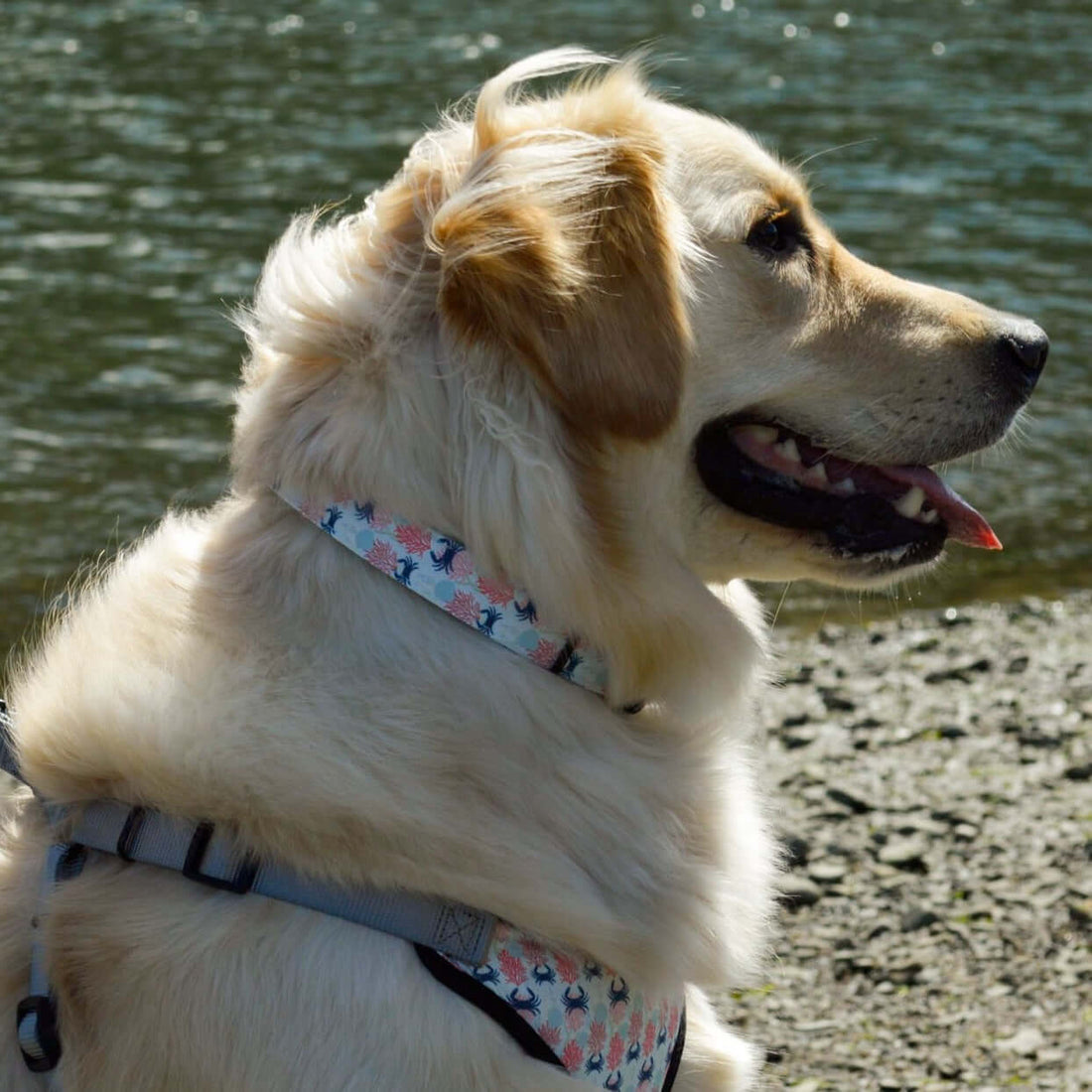 a golden retriever on a beach wearing a beach themed collar and harness