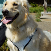 perfect fit wildflower pattern dog harness on golden retriever