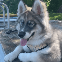 perfect fit cactus pattern dog harness on husky