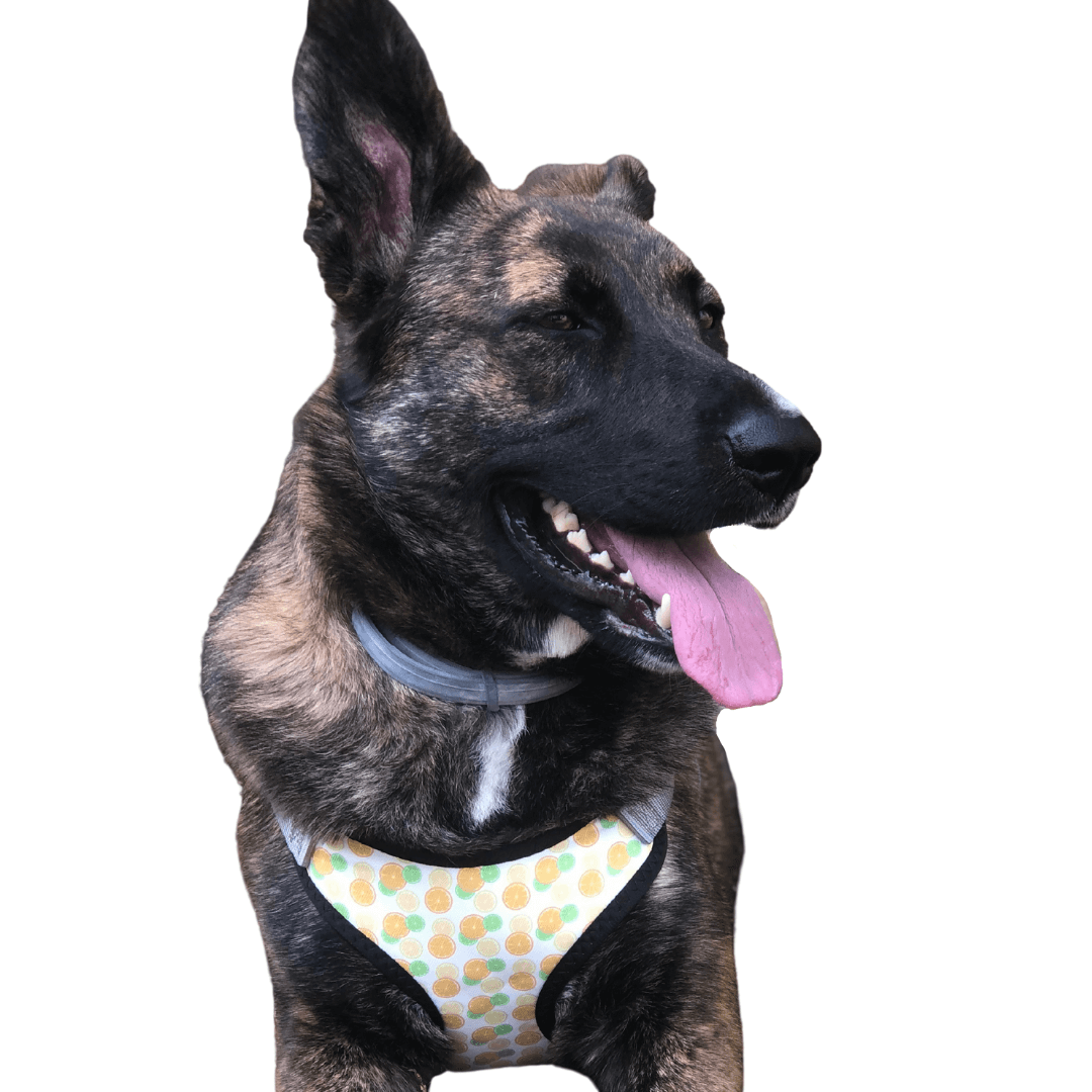 perfect fit fruit pattern dog harness on shepherd