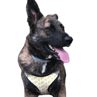 perfect fit fruit pattern dog harness on shepherd