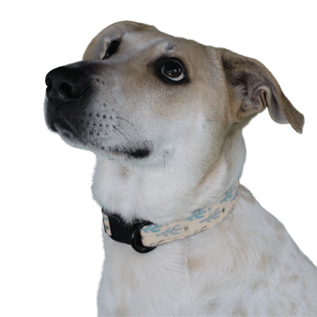 COLLAR - DESERT MINT  Dog collar, Leather dog collars, Designer dog collars