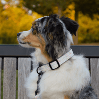 australian shepherd wearing a white dog collar with a rainbow pattern