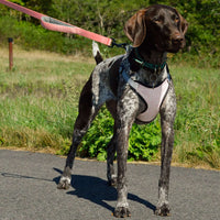 perfect fit butterfly pattern dog harness on GSP