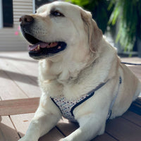 labarador retreiver wearing a no pull dog harness with paw print design