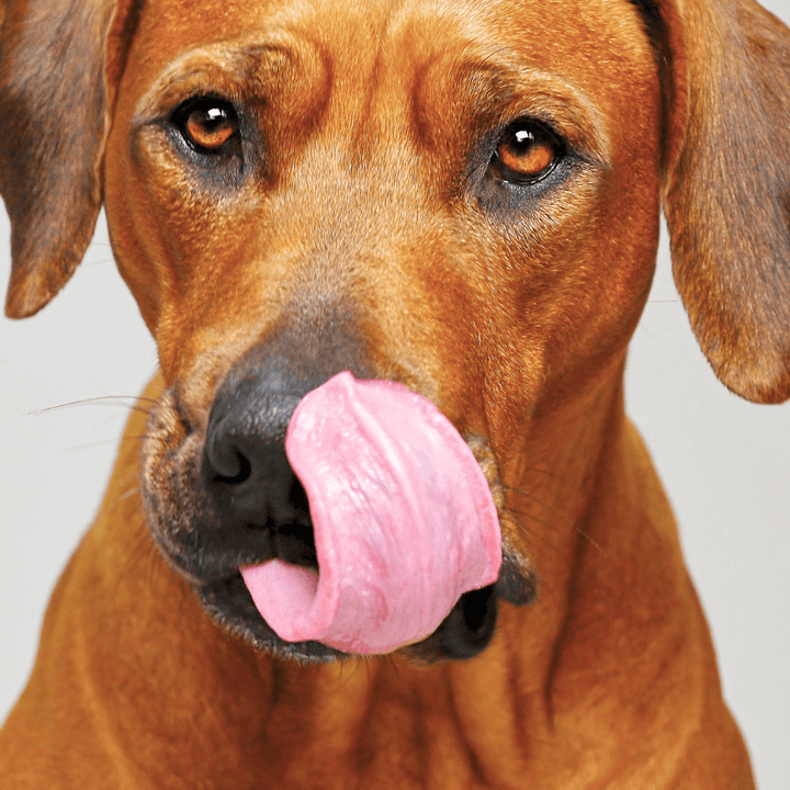 brown dog licking his lips with his tongue out looking at the camera