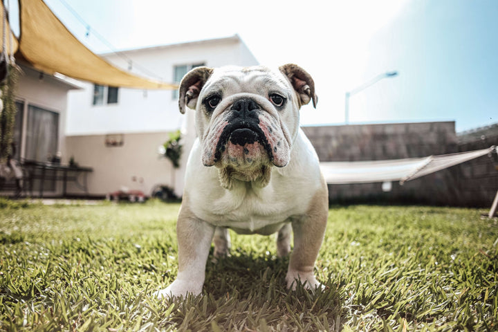 white bulldog standing on green grass looking at camera
