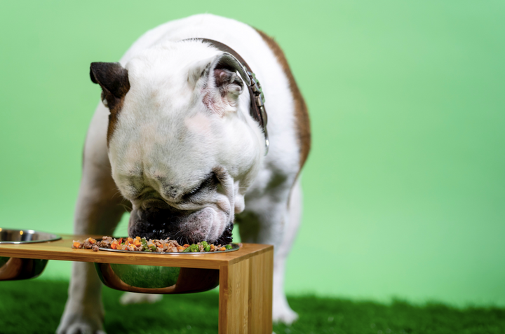 bulldog eating out of food bowl with green backdrop 