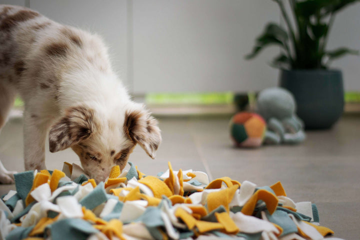 White and brown Australian Shepherd sticking its nose in a yellow and blue snuffle mat searching for a treat 