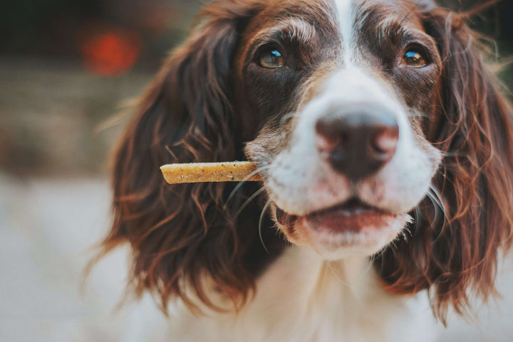 brown and white dog holding a dog treat in their mouth 