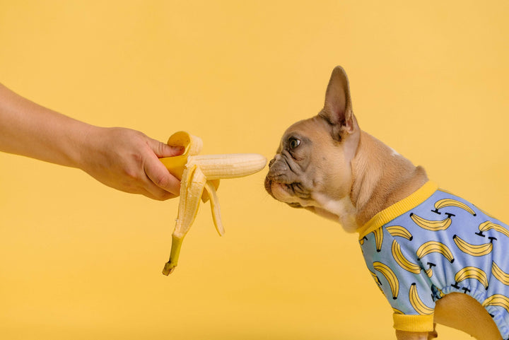 french bulldog staring at banana with yellow wall