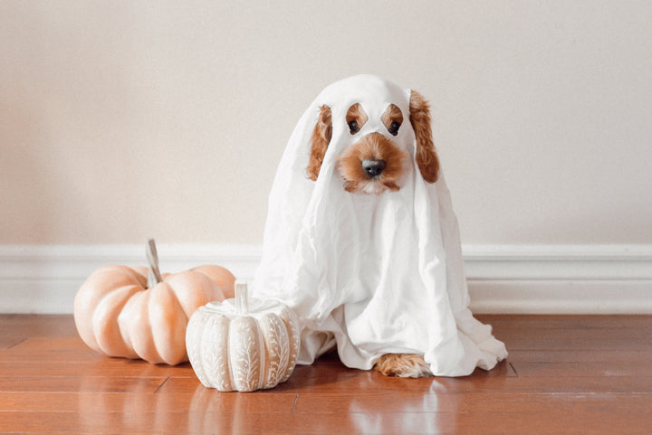 Top 10 Hottest Dog Costume Ideas for Halloween 2023