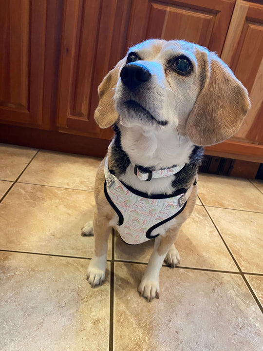 beagle wearing positivity pattern blula dog harness and collar