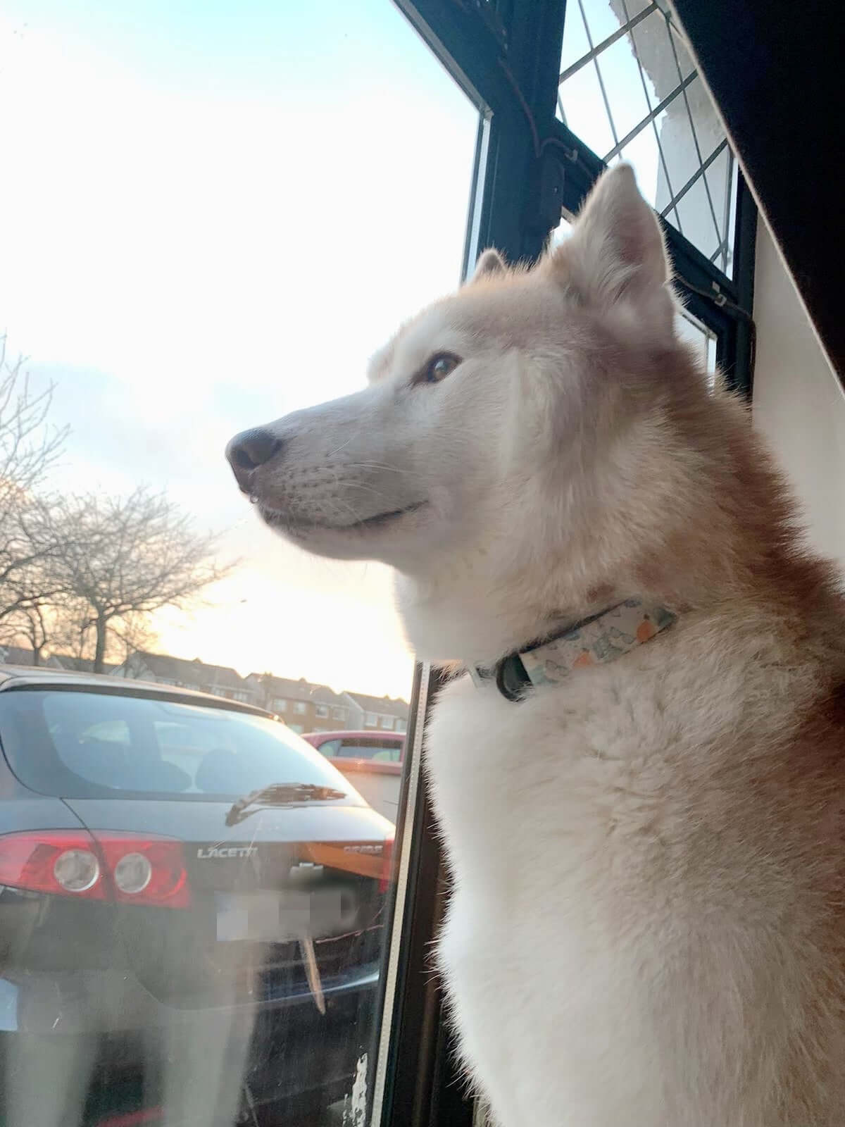 husky wearing book pattern blula dog collar