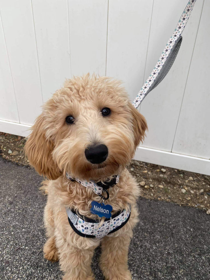 golden doodle in blula dog harness and leash