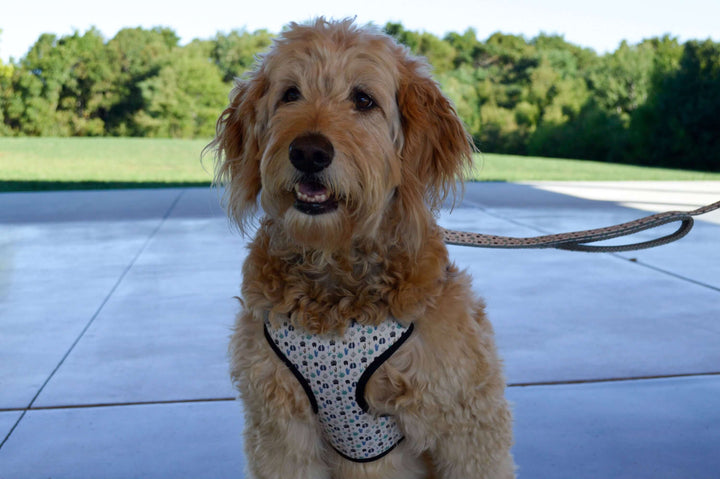 golden doodle wearing paw print harness