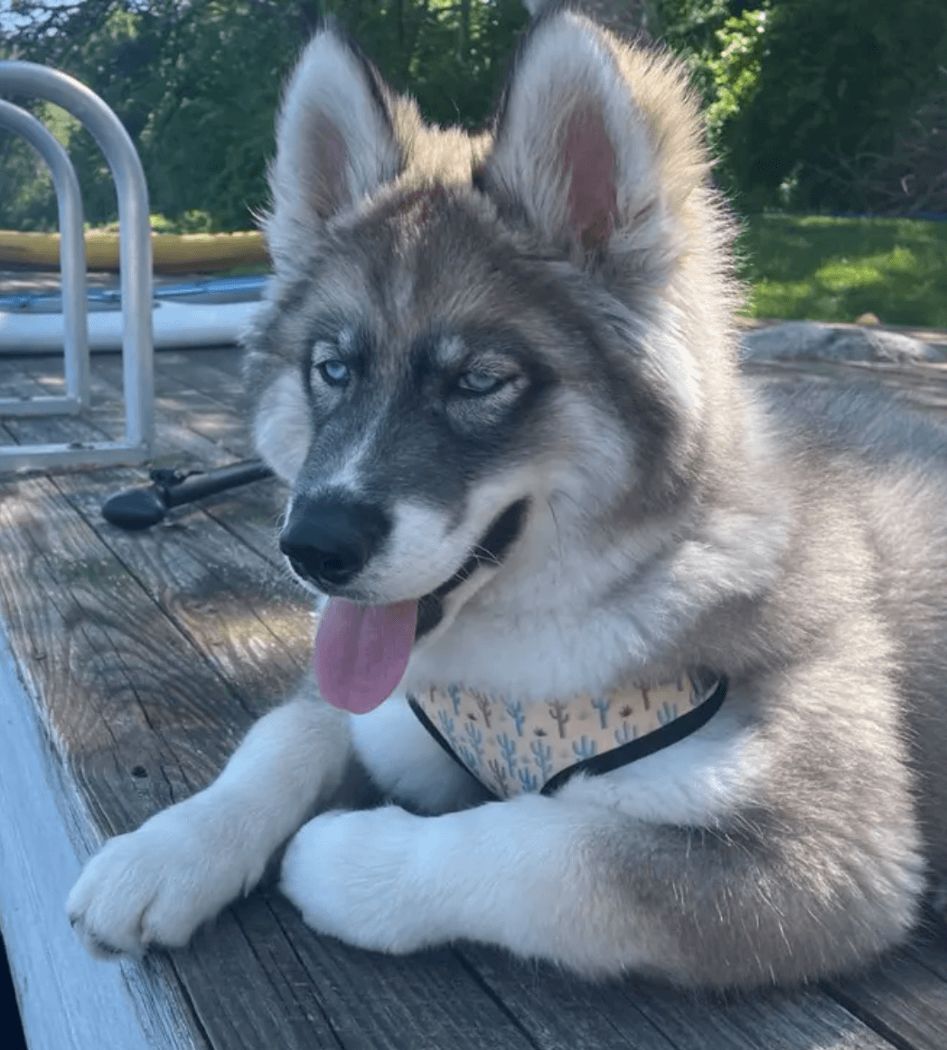 husky dog wearing a daily use dog harness with cactus print