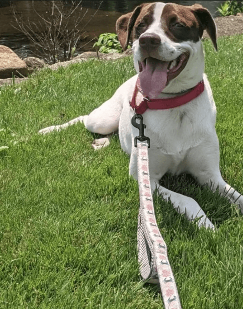 large dog walking with double handle dog leash for better control on walks