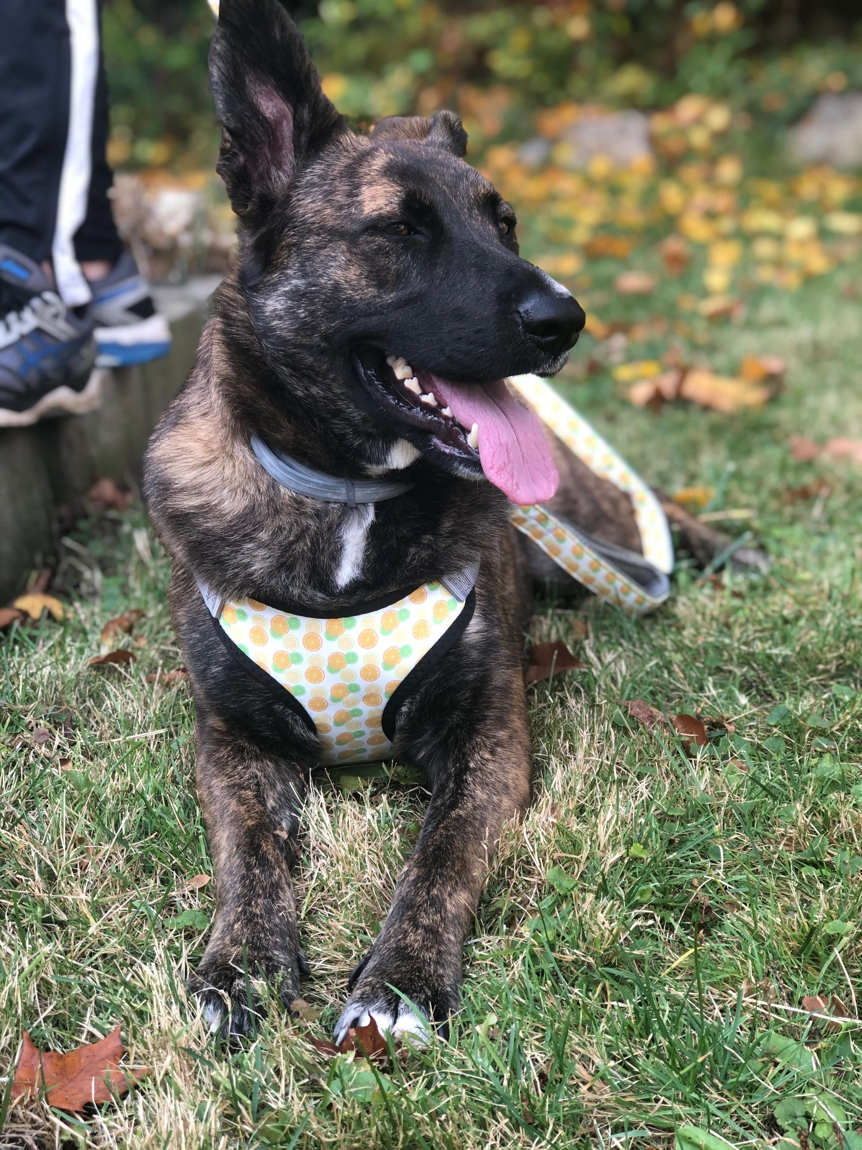 large breed dog wearing a no-pull harness and double handle dog leash for more controlled walks