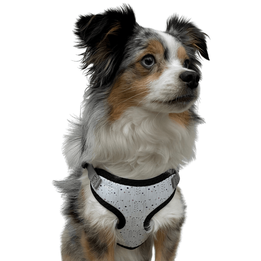 perfect fit wildflower pattern dog harness on aussie