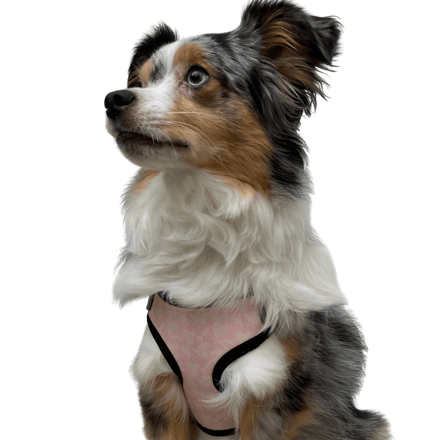 perfect fit butterfly pattern dog harness on aussie