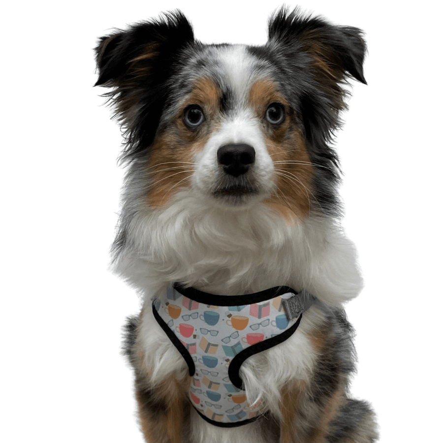 perfect fit choke free book pattern dog harness on Aussie