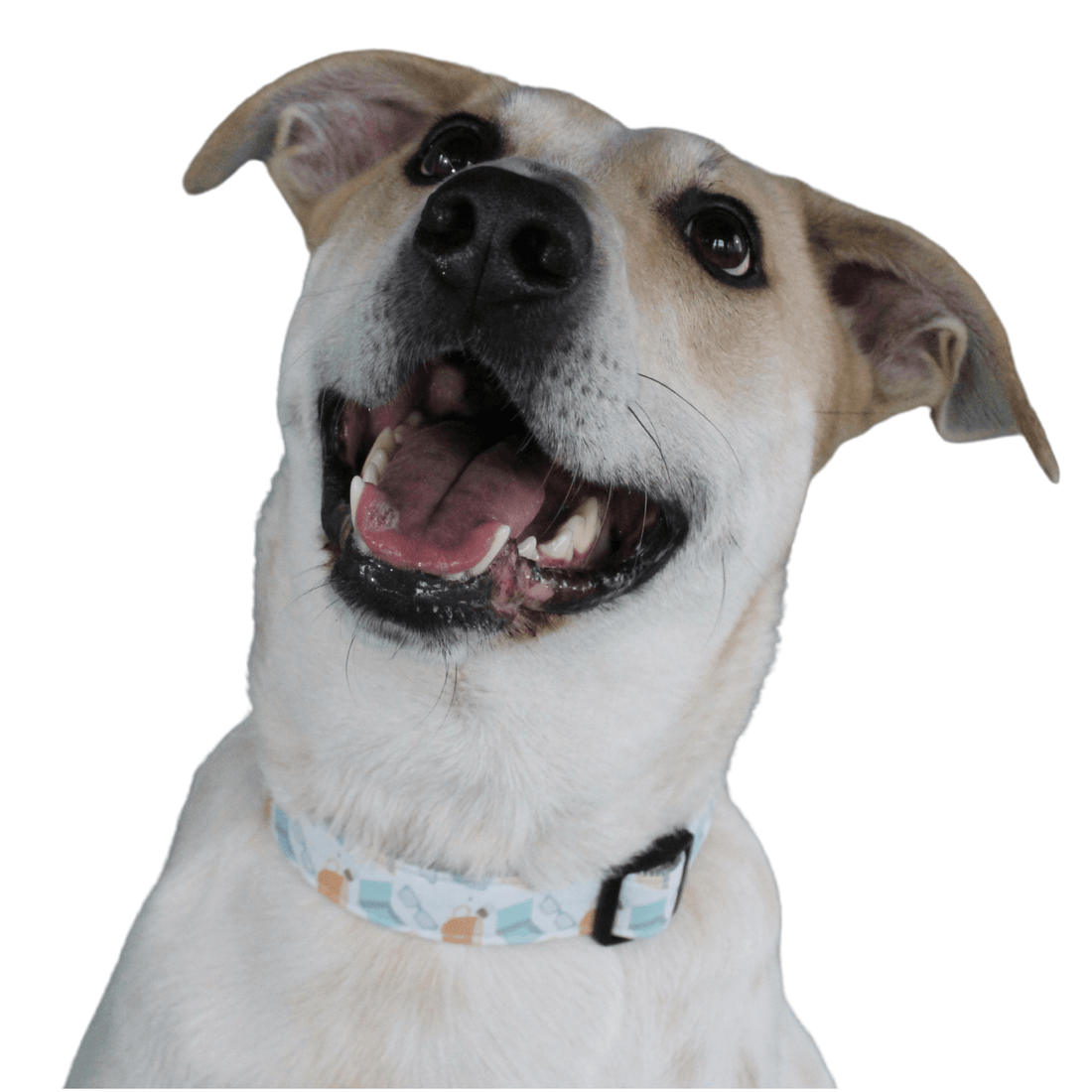 mixed breed dog wearing a collar with a book pattern