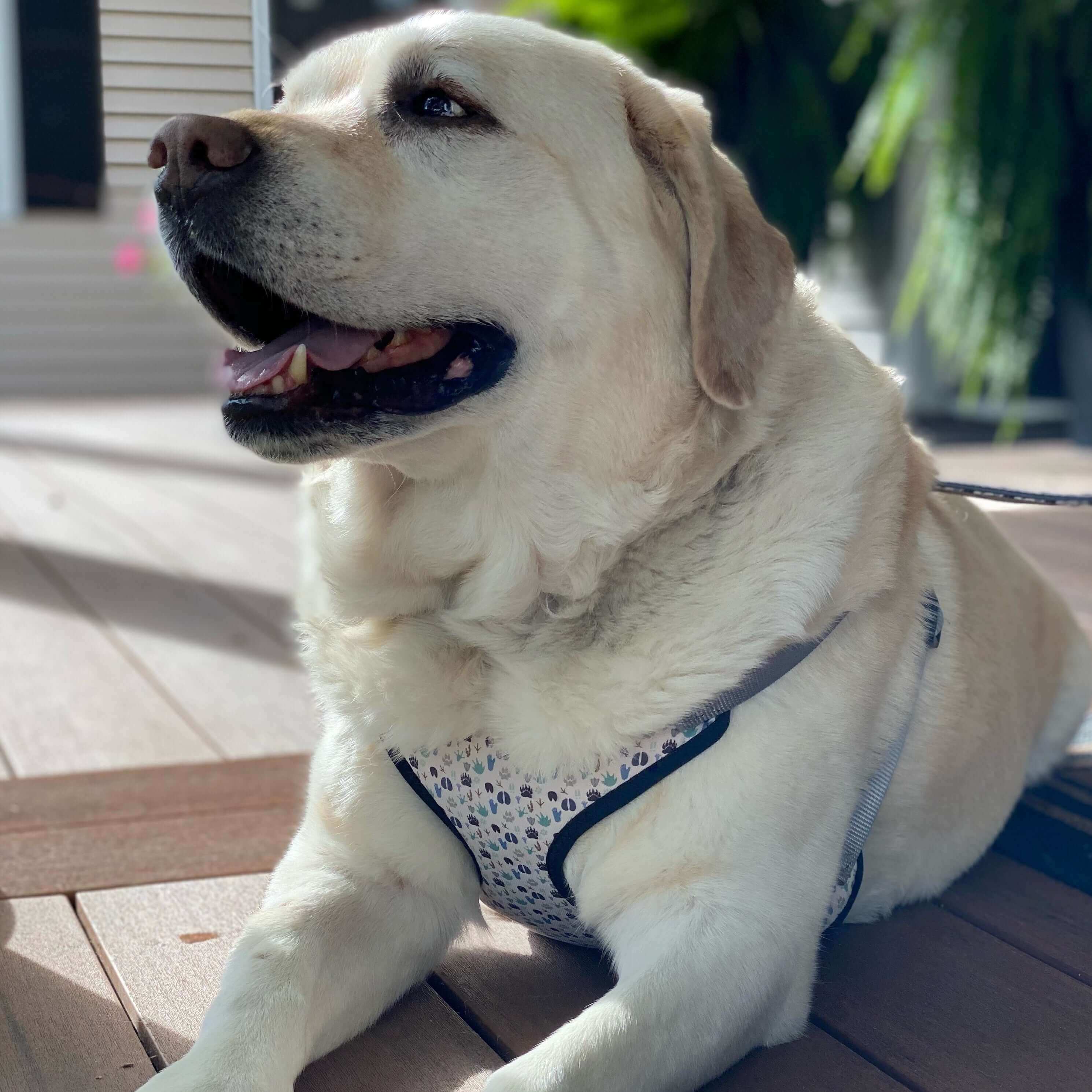 perfect fit paw print pattern dog harness on lab