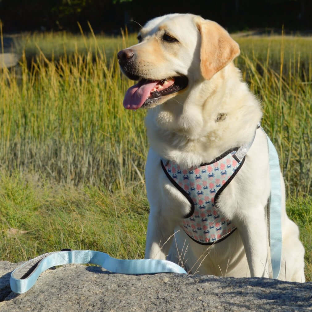 A yellow lab with a beach patterned harness and matching light blue leash