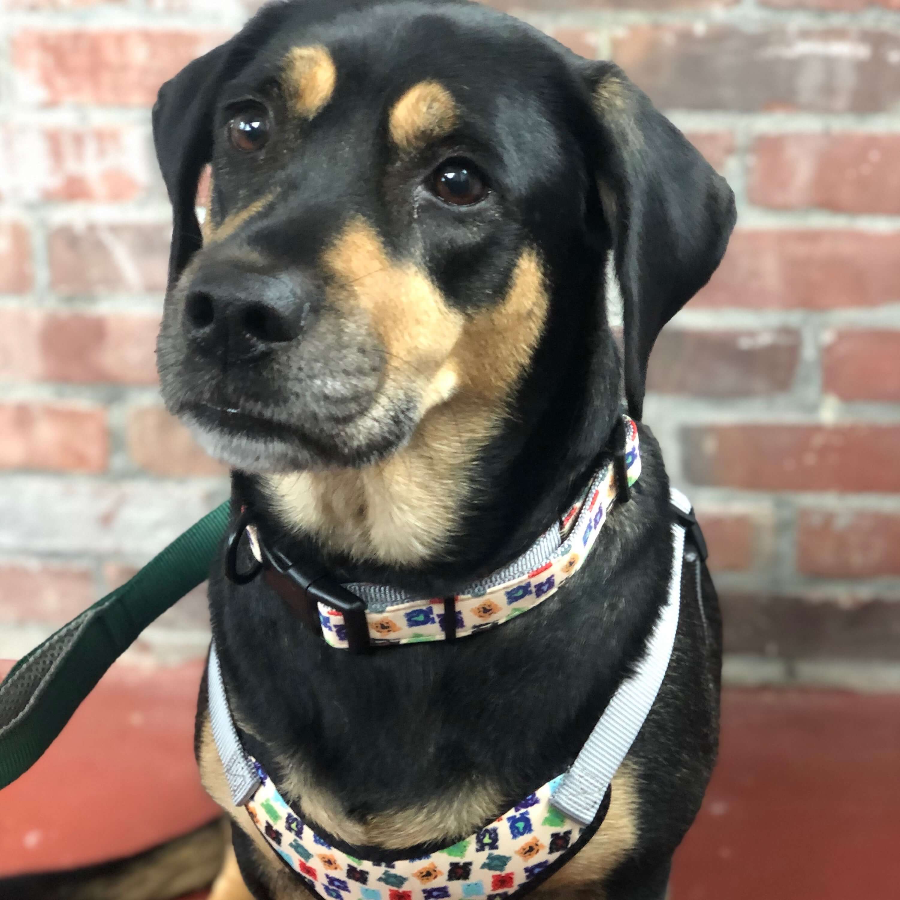 perfect fit frog pattern dog harness on dog