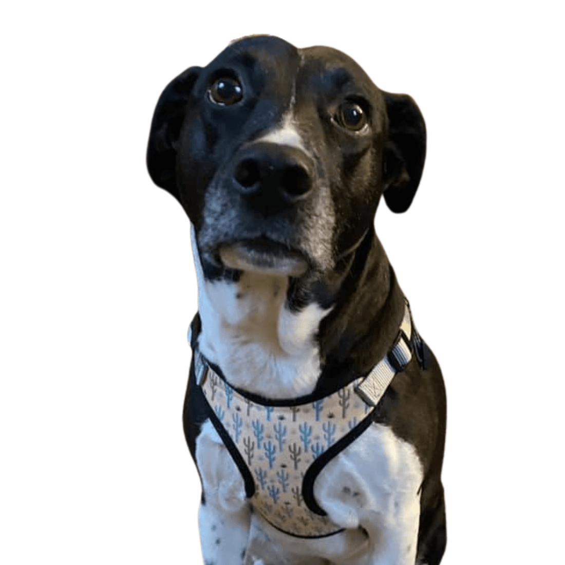 perfect fit cactus pattern dog harness on dog