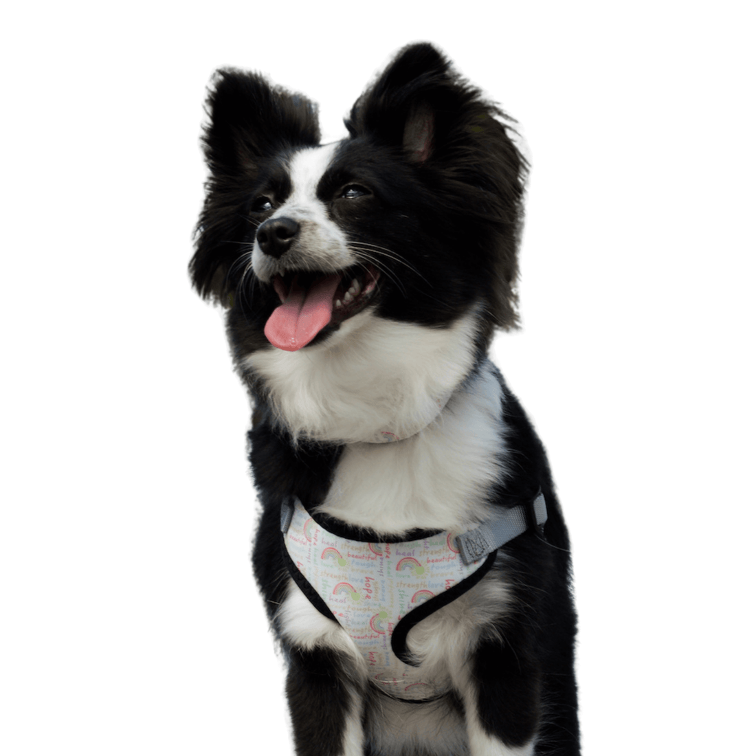 perfect fit positive words pattern dog harness on aussie