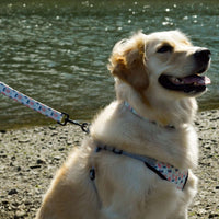 a golden retriever on the beach with a leash and harness with a beach themed pattern