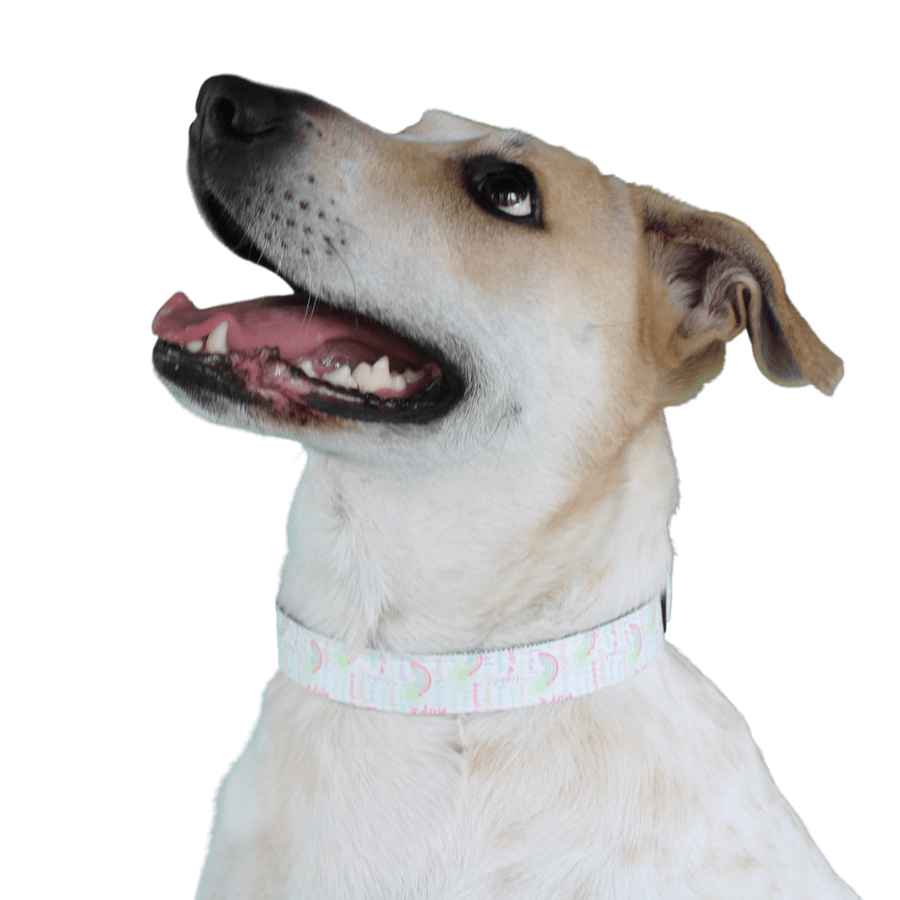 high quality positive words pattern dog collar on dog