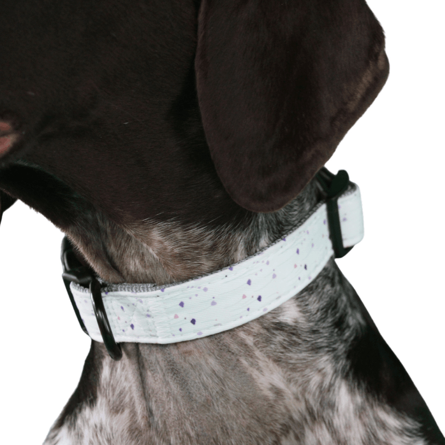 white wildflower dog collar on a dog