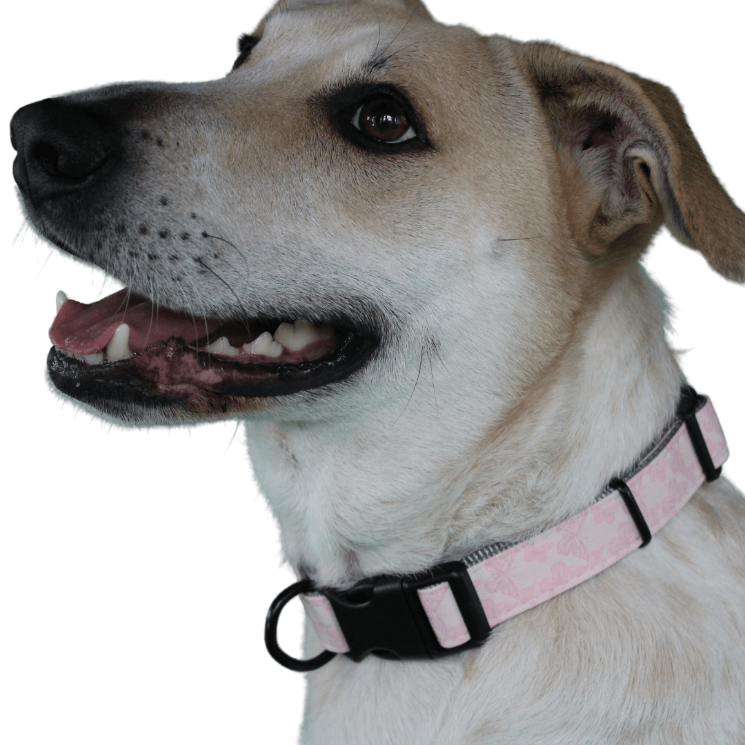 mixed breed dog wearing a pink butterfly dog collar