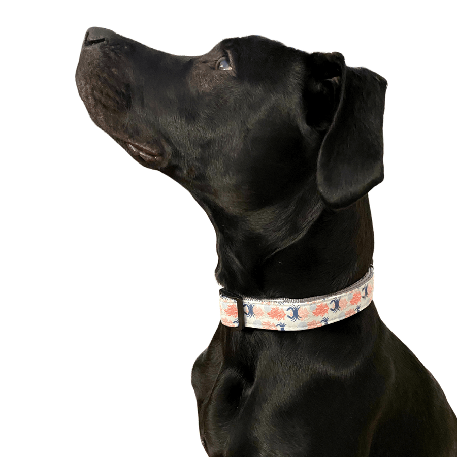 black dog wearing a beach themed collar, printed with crabs, seashells, and corals