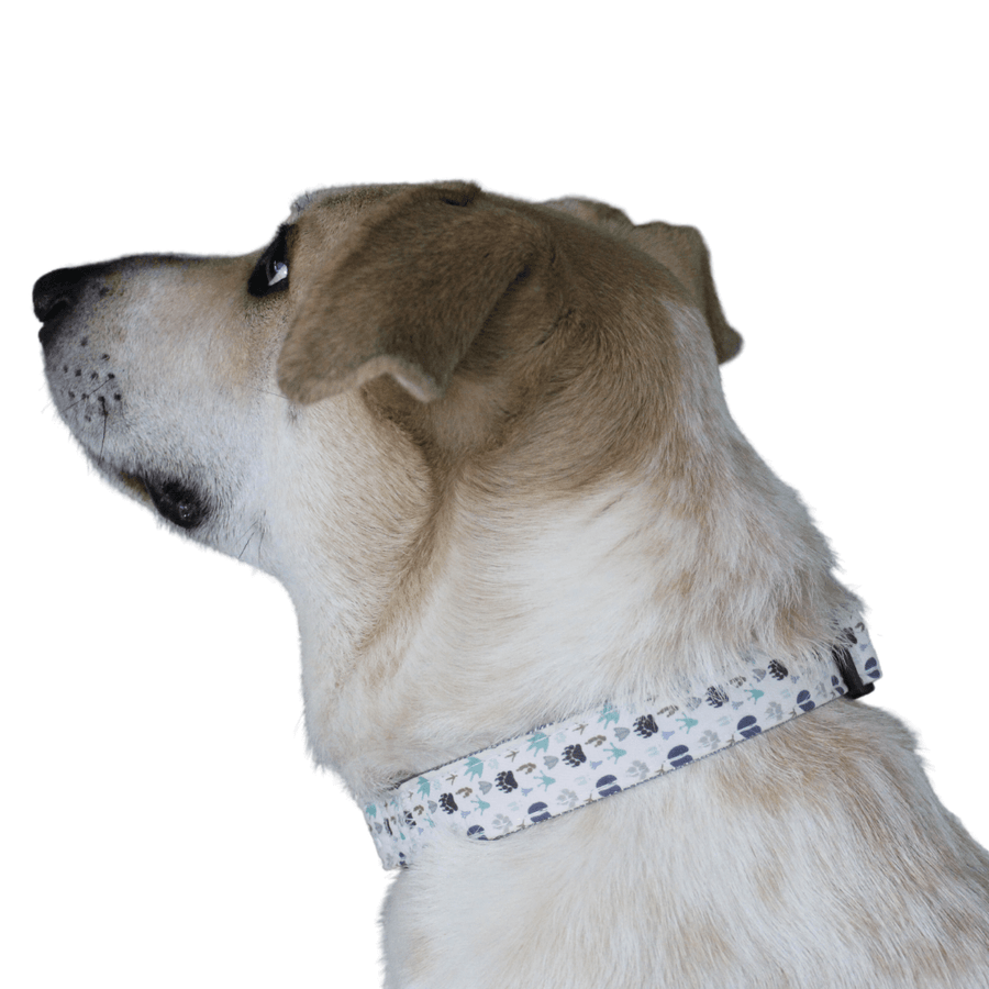 mixed breed dog wearing a collar patterned with animal paw prints