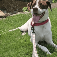a brown and white dog laying in the grass with a beach themed leash
