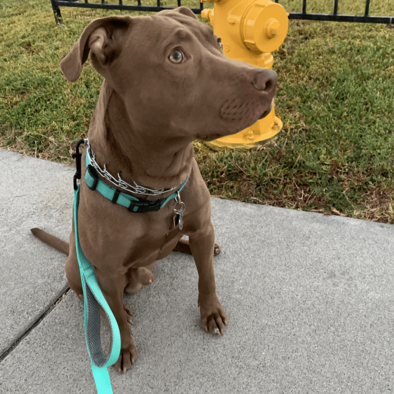 brown pitbull on a walk with a teal leash