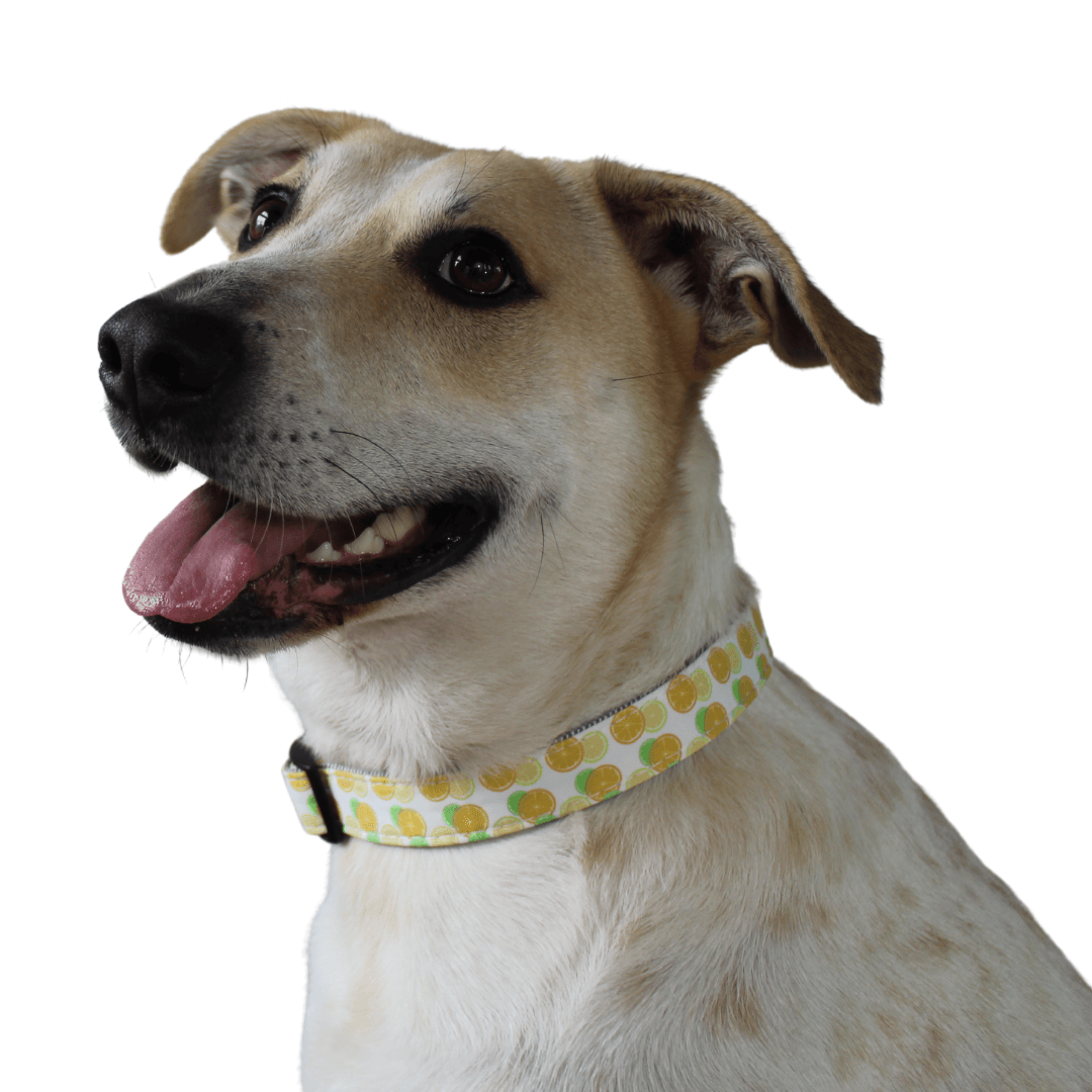 mixed breed dog wearing a fruit themed collar